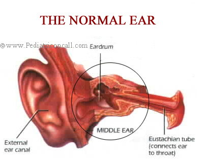 Normal Ear